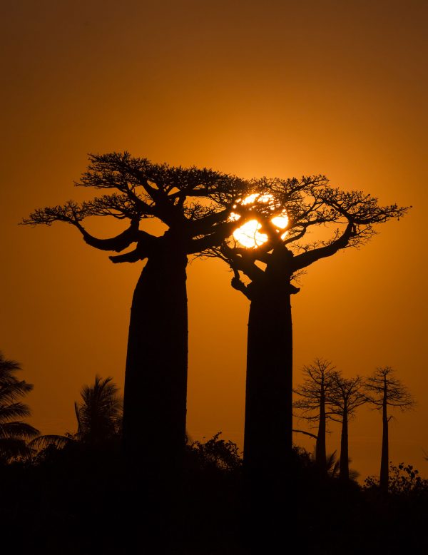 The sunset over baobabs