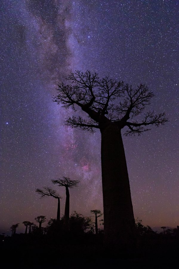 Baobabs along milky way band